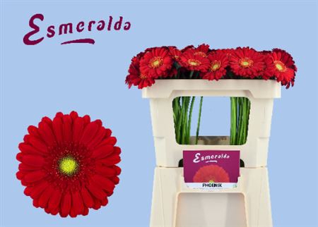 <h4>Gerbera mini Phoenix</h4>