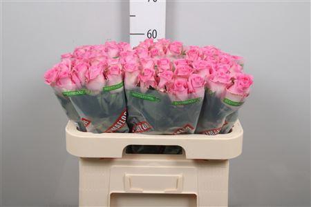 <h4>R Gr Revival</h4>