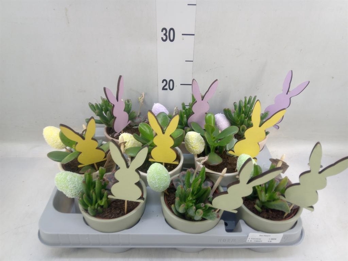 <h4>Arr. Succulents L%</h4>