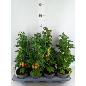 Solanum lycopersicum   ...