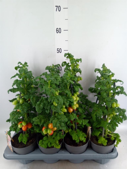 <h4>Solanum lycopersicum   ...</h4>