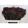 Leucadendron Saf Sunset Dark R.
