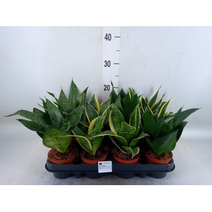 Sansevieria trifa. 'Hahnii'