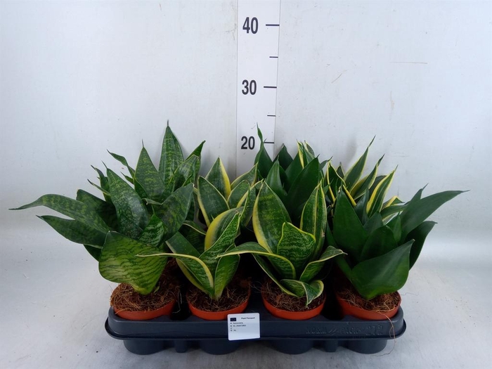 <h4>Sansevieria trifa. 'Hahnii'</h4>