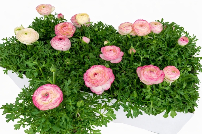 Ranun Sprink Vio Bic