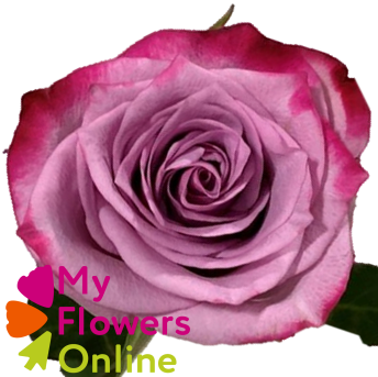 R Gr Deep Purple Lavander 50cm EC