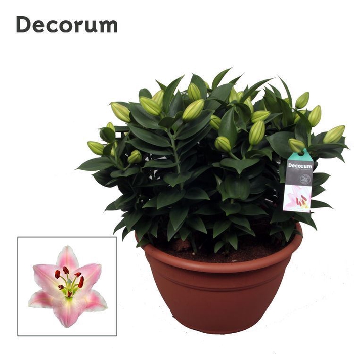 <h4>Lilium Souvenir</h4>