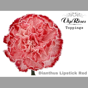 DI ST LIPSTICK RED