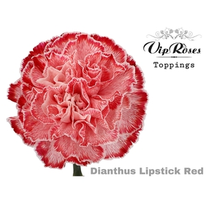 Di St Lipstick Red