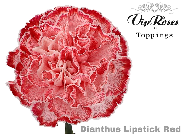 Di St Vip Lipstick Red