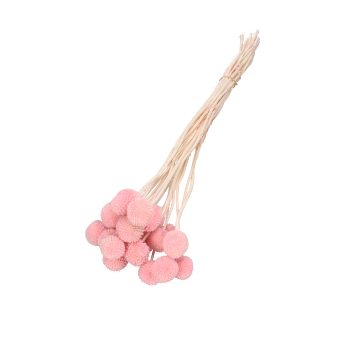 <h4>Droogbloem Craspedia 50cm x20</h4>