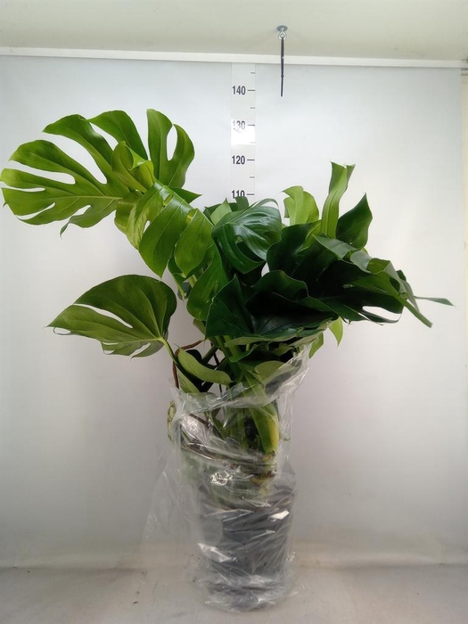 <h4>Monstera delic.</h4>