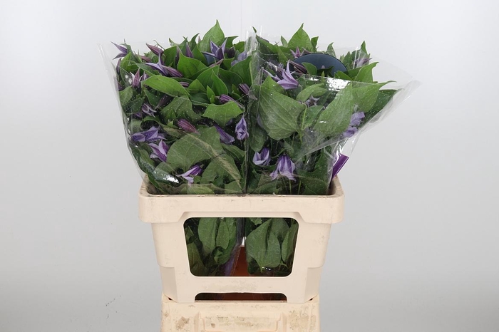 <h4>Clem Star River Lavendel</h4>