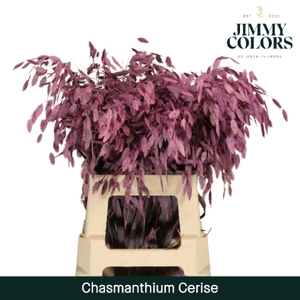 Chasmanthium L70 Klbh. Cerise