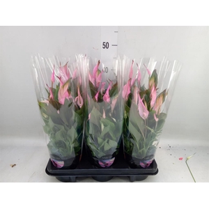 Spathiphyllum  'Bellini'