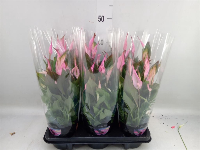 <h4>Spathiphyllum 'Bellini'</h4>