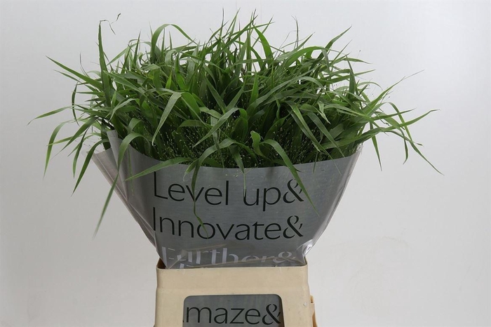 <h4>Siergras Panic Vi Fontaine</h4>