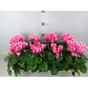 Cyclamen KL 'Compact Fuji'