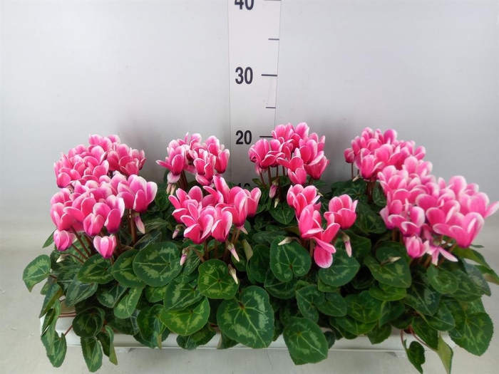 <h4>Cyclamen KL 'Compact Fuji'</h4>