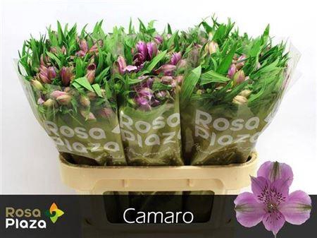 <h4>Alstoemeria Camaro</h4>