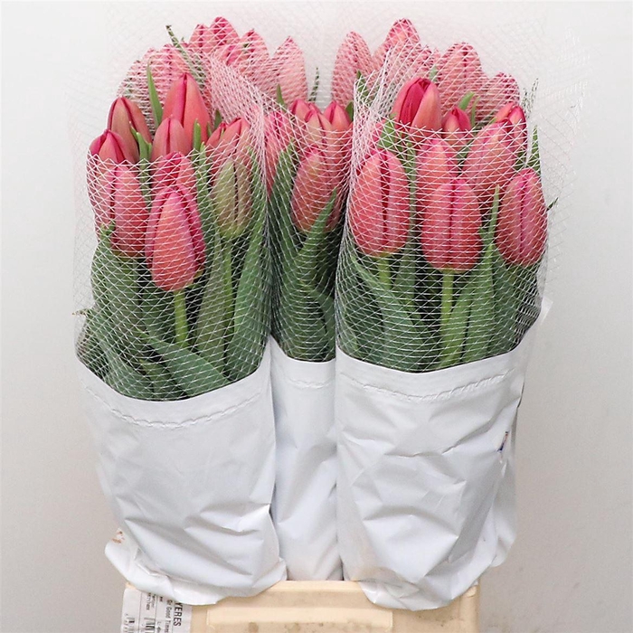 <h4>Tu En La Romaine</h4>