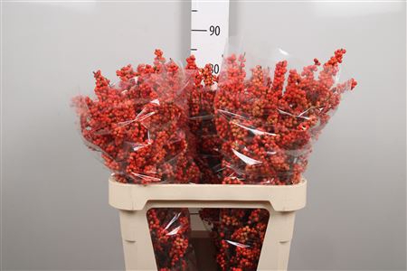 <h4>Ilex Ve Winter Gold</h4>