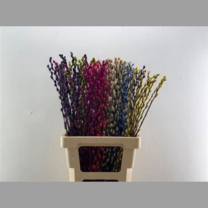 Salix Ov Klb H%