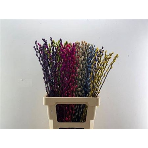 Salix Ov Klb H%