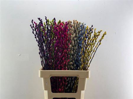 <h4>Salix Ov Klb H%</h4>