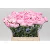 Ranunculus Clooney Lady Super