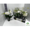 Phalaenopsis Tablo Champagne 12Ø 40cm 2st 25fl