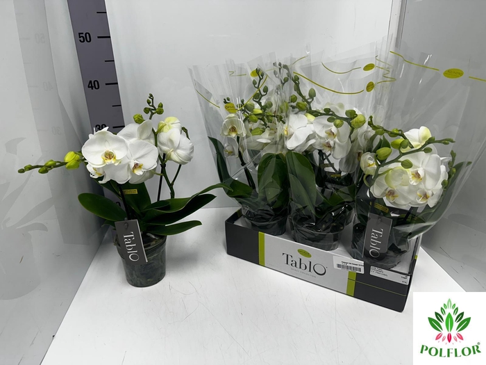 Phalaenopsis Tablo Champagne 12Ø 40cm 2st 25fl