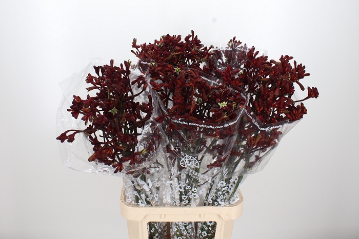 <h4>Anigoz Early Spring</h4>