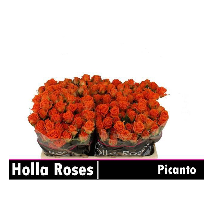 <h4>R TR PICANTO</h4>