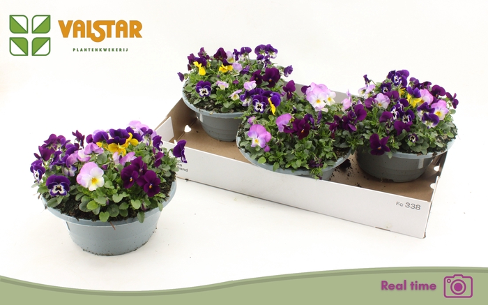 <h4>VIO CO MIXK</h4>