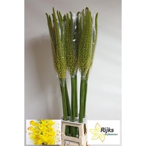 EREMURUS TAP DANCE