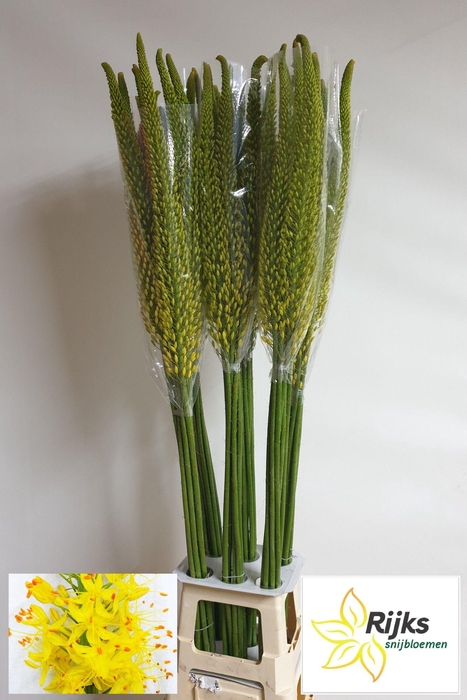 <h4>EREMURUS TAP DANCE</h4>