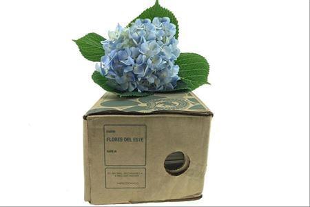 <h4>Hydr ( Box ) Blue</h4>