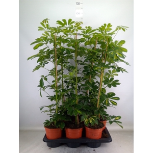 Schefflera arbor. 'Gold Capella'