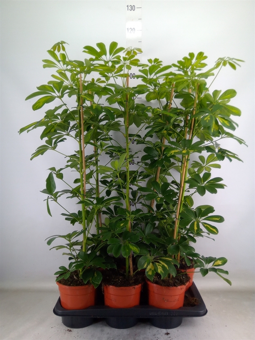<h4>Schefflera arbor. 'Gold Capella'</h4>