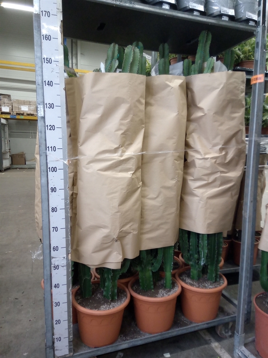 <h4>Euphorbia   ...</h4>