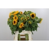 Helianthus Orange Fire