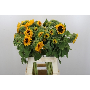 Helianthus Orange Fire