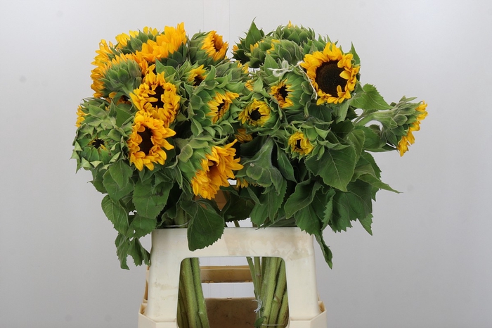 <h4>Helianthus Orange Fire</h4>