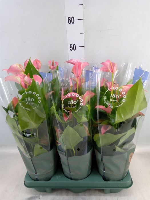 <h4>Anthurium andr. 'Joli'</h4>