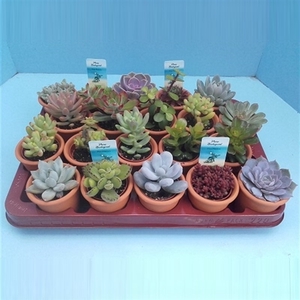 Bio Succulenten In steen 217-INSTEEN