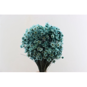 Dried Glixia Aqua Blue Bunch