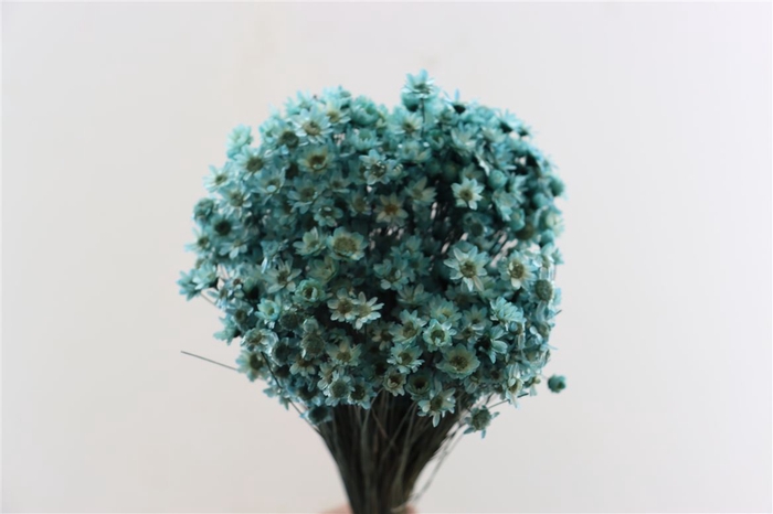 <h4>Dried Glixia Aqua Blue Bunch</h4>