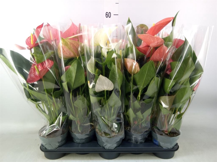 <h4>Anthurium   ...mix</h4>