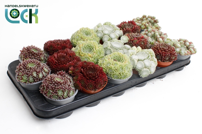 <h4>Sempervivum mix</h4>